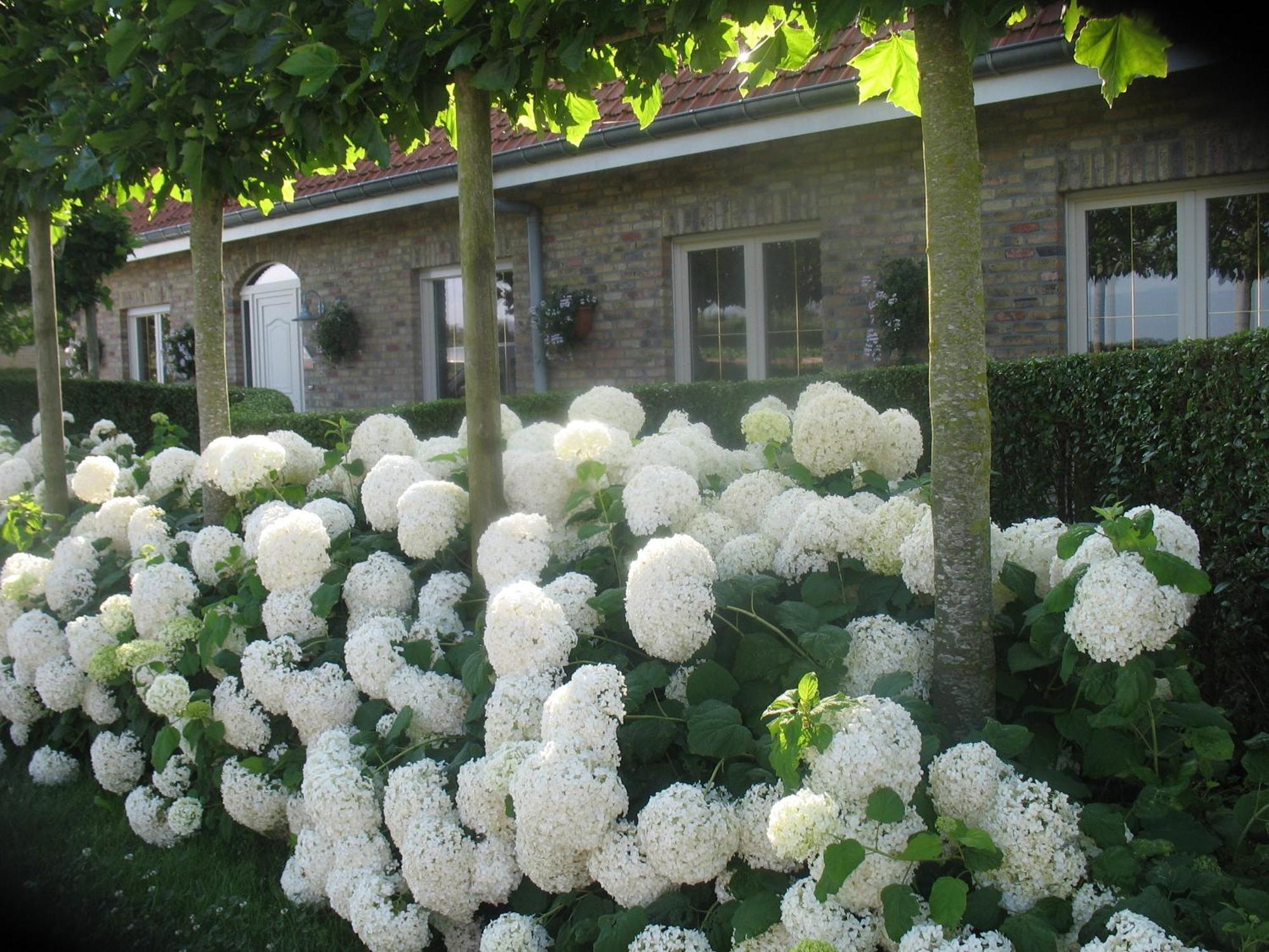B&B Greenhouse 37 Langemark Eksteriør bilde